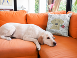 Square Pillow: Labrador Love